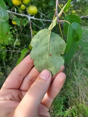 Malus coronaria