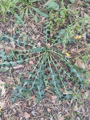 Carduus crispus