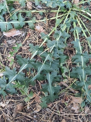 Carduus crispus