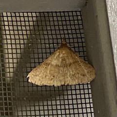 Renia discoloralis