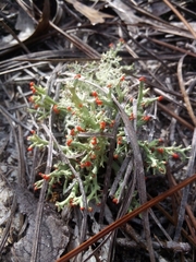 Cladonia leporina