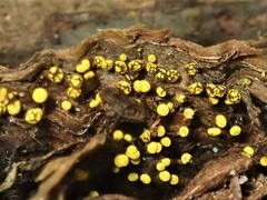 Physarum viride
