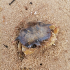 Matuta victor