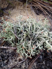 Cladonia leporina