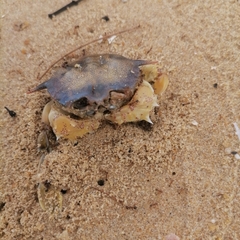 Matuta victor