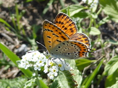 Lycaena thersamon