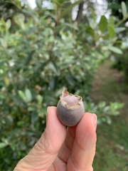 Rhodomyrtus tomentosa