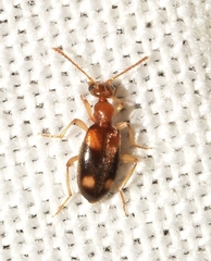 Stricticomus tobias