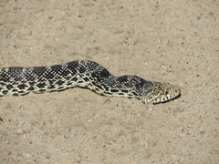 Pituophis catenifer sayi