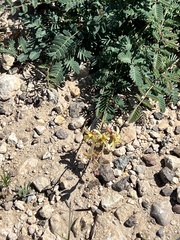 Hoffmannseggia glauca