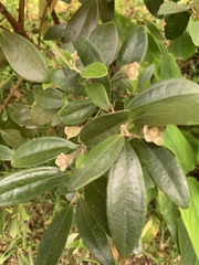 Rhodomyrtus tomentosa