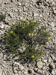 Thymophylla acerosa