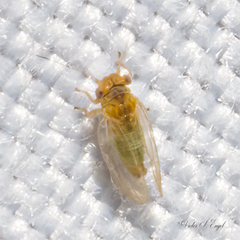 Heteropsylla