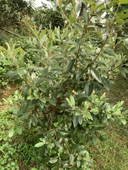 Rhodomyrtus tomentosa