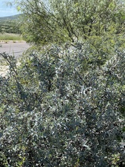 Berberis trifoliolata