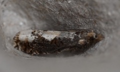 Epinotia trigonella