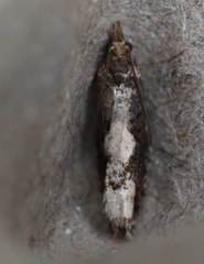 Epinotia trigonella