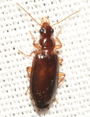 Dromiusina