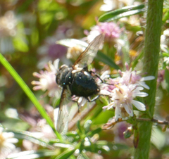 Calliphora vomitoria