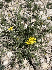 Xanthisma spinulosum