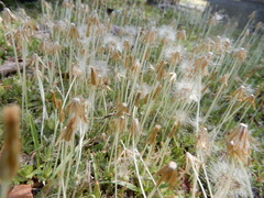 Chevreulia acuminata