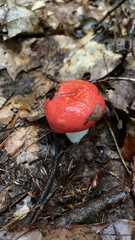 Russula cremoricolor