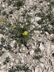 Xanthisma spinulosum
