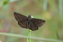Pyrginae