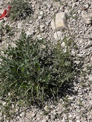 Acleisanthes longiflora