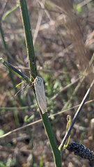 Spiris striata