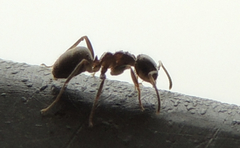 Lasius