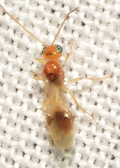 Chrysopophthorus hungaricus