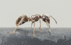 Lasius