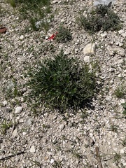 Acleisanthes longiflora