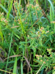 Galium boreale