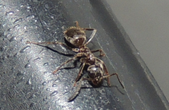 Lasius