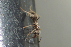 Lasius