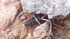 Solifugae