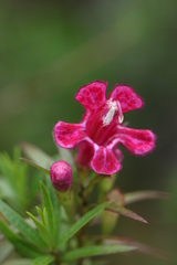 Esterhazya splendida