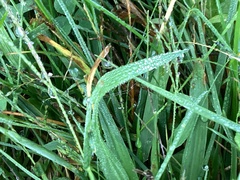 Paspalum pubiflorum