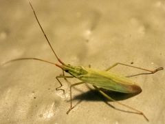 Trigonotylus caelestialium