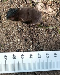 Crocidura suaveolens