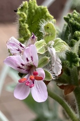 Pelargonium