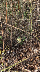 Papilio machaon