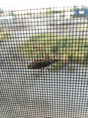 Leptoglossus occidentalis