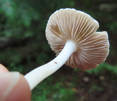 Inocybe lilacina