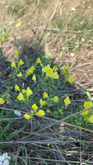 Linaria dalmatica