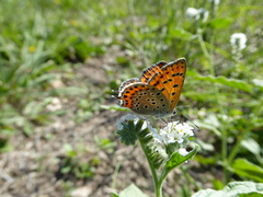 Lycaena thersamon