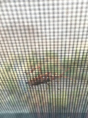 Leptoglossus occidentalis