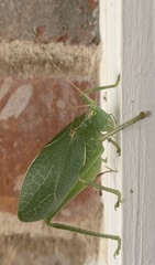 Paracyrtophyllus robustus